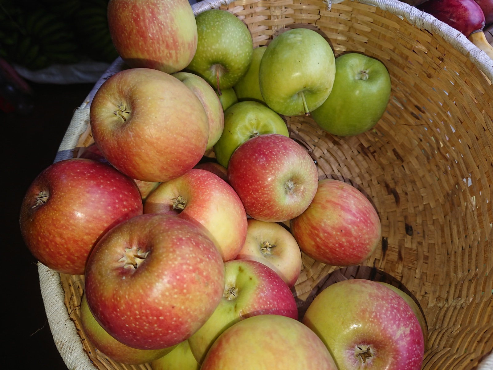 밴쿠버 UBC Apple Festival · 2026.10.17–18